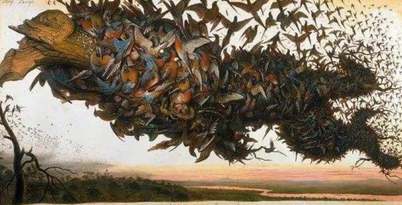 旅鸽在百年间灭绝的过程,旅鸽从遮天蔽日到灭绝