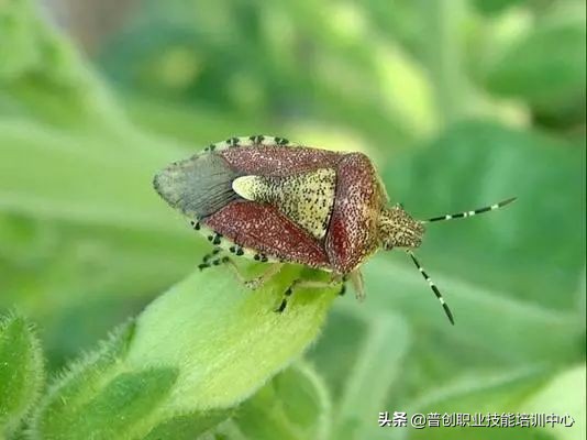 种菜防治病虫害最简单方法,种菜病虫害图片大全