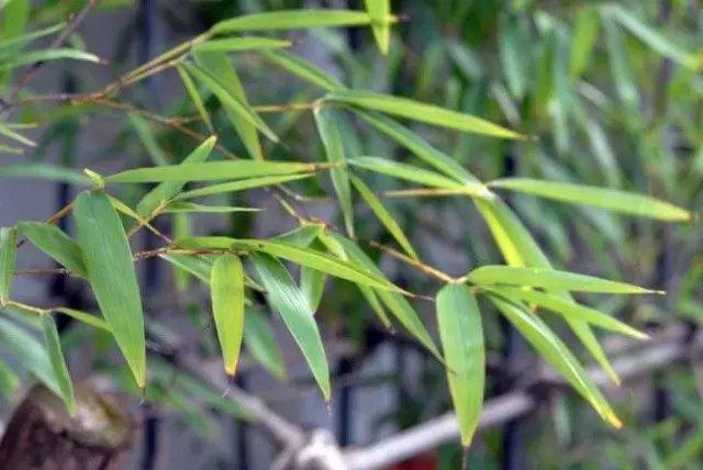 国画竹子怎么画简单又好看,竹子怎么画又简单又漂亮