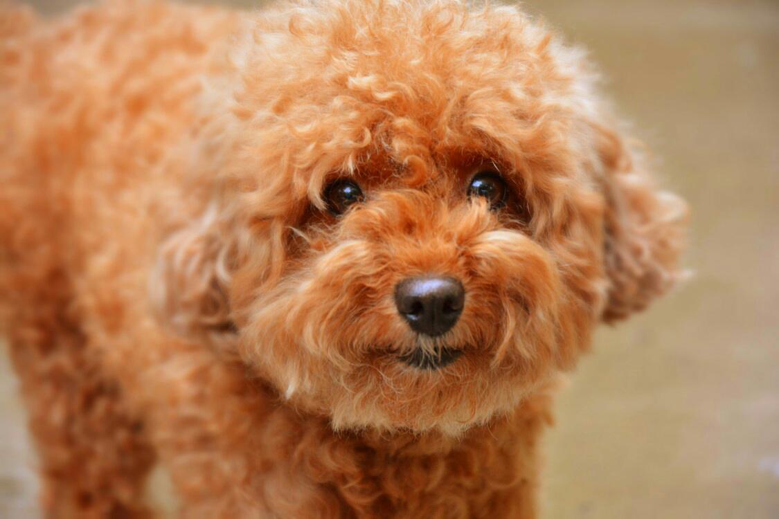 狗狗总是像很热一样喘是怎么回事,狗狗总是喘粗气是怎么回事