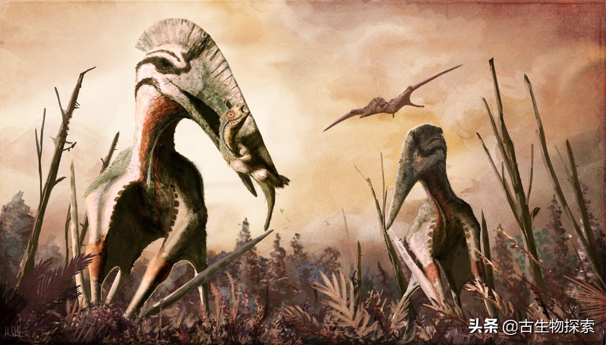 巨型翼龙视频,超大型翼龙
