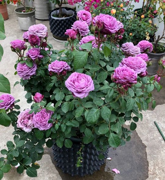 100种月季经典品种,100种经典月季品种