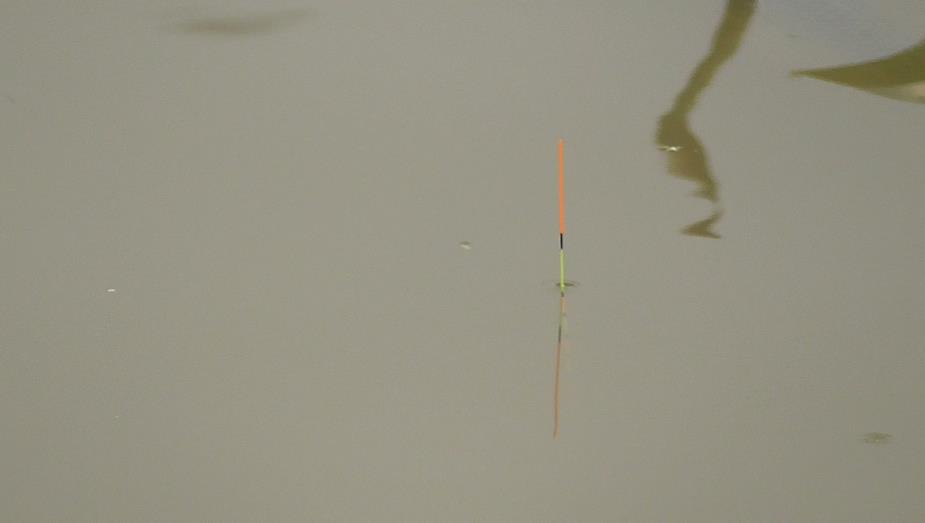 野钓鲮鱼调漂最佳方法,钓鲮鱼台钓调漂的正确方法