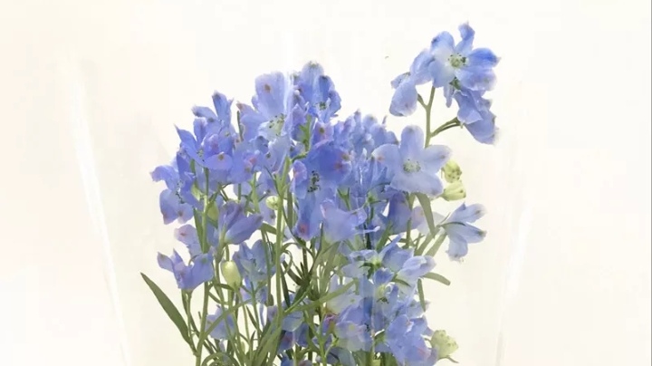 五种常见花材有什么颜色,常见绿色花材