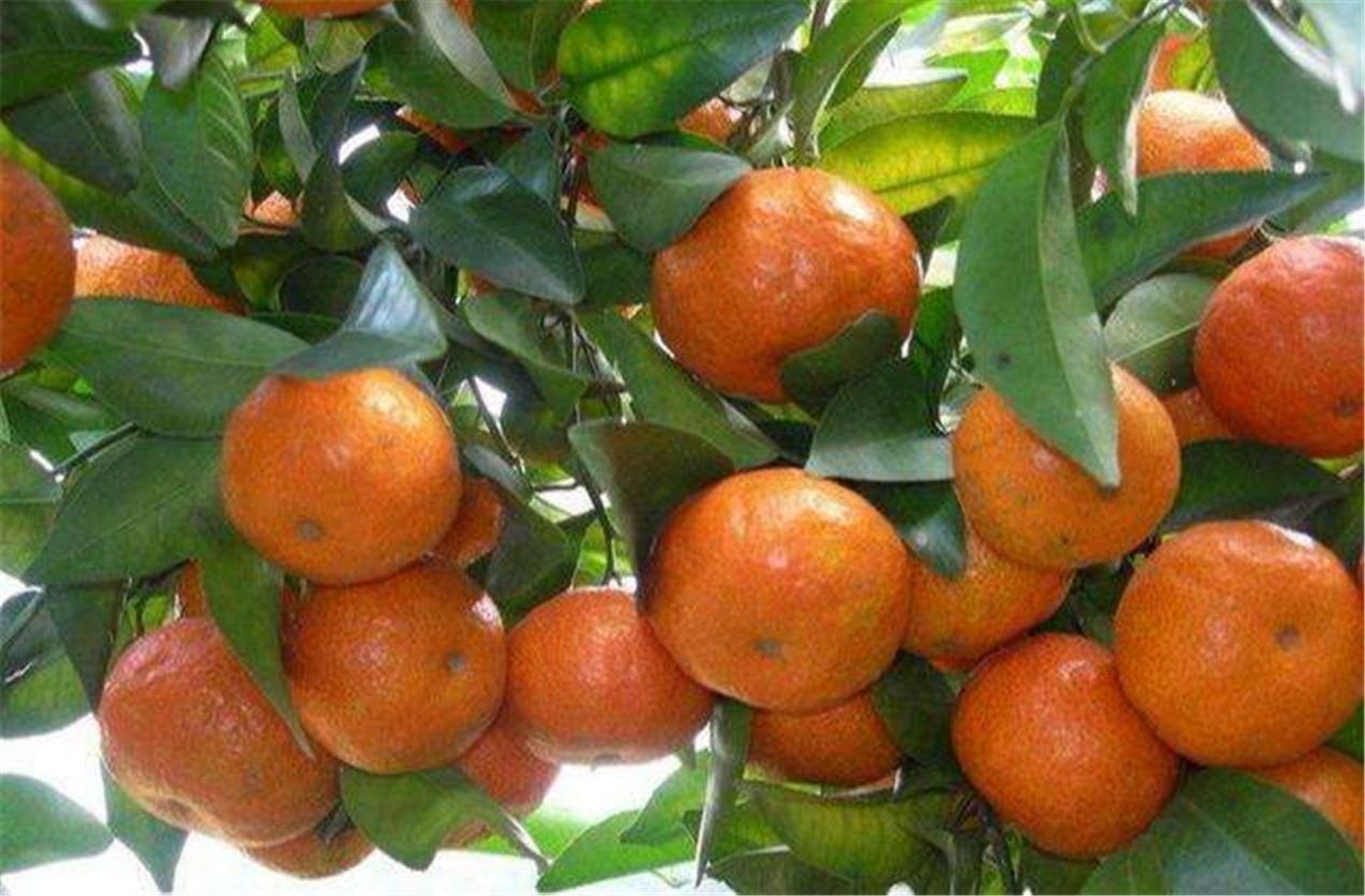 砂糖橘怎么挑好吃,四会砂糖橘怎么挑选好吃