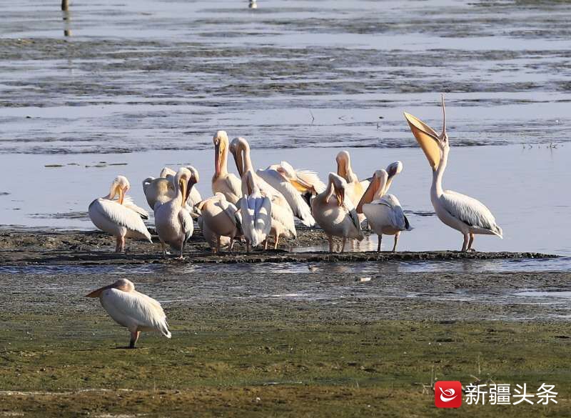 塔城鸟踪：白鹈鹕吃鱼讲究仪式感