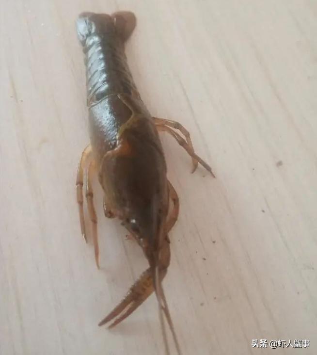 为什么地笼用完要洗和晒,地笼为什么过一会会漂浮到水面