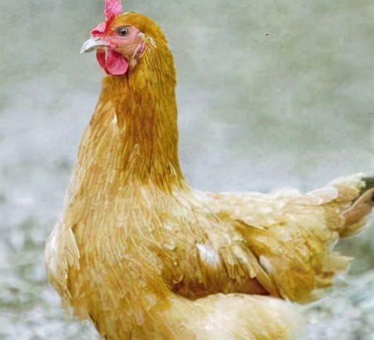 中国名鸡品种介绍,中国名鸡分布图