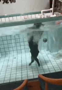 科学养犬四个标准是指哪些,科学养宠攻略狗不能吃什么