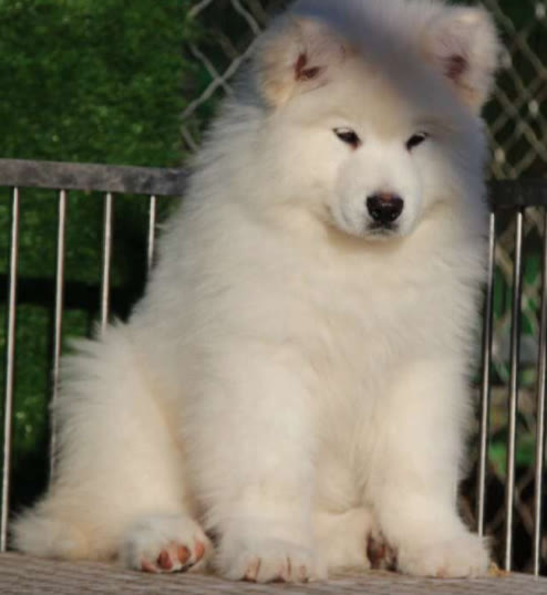 常见的小狗狗品种大全及图片,值得推荐的小狗品种有哪些