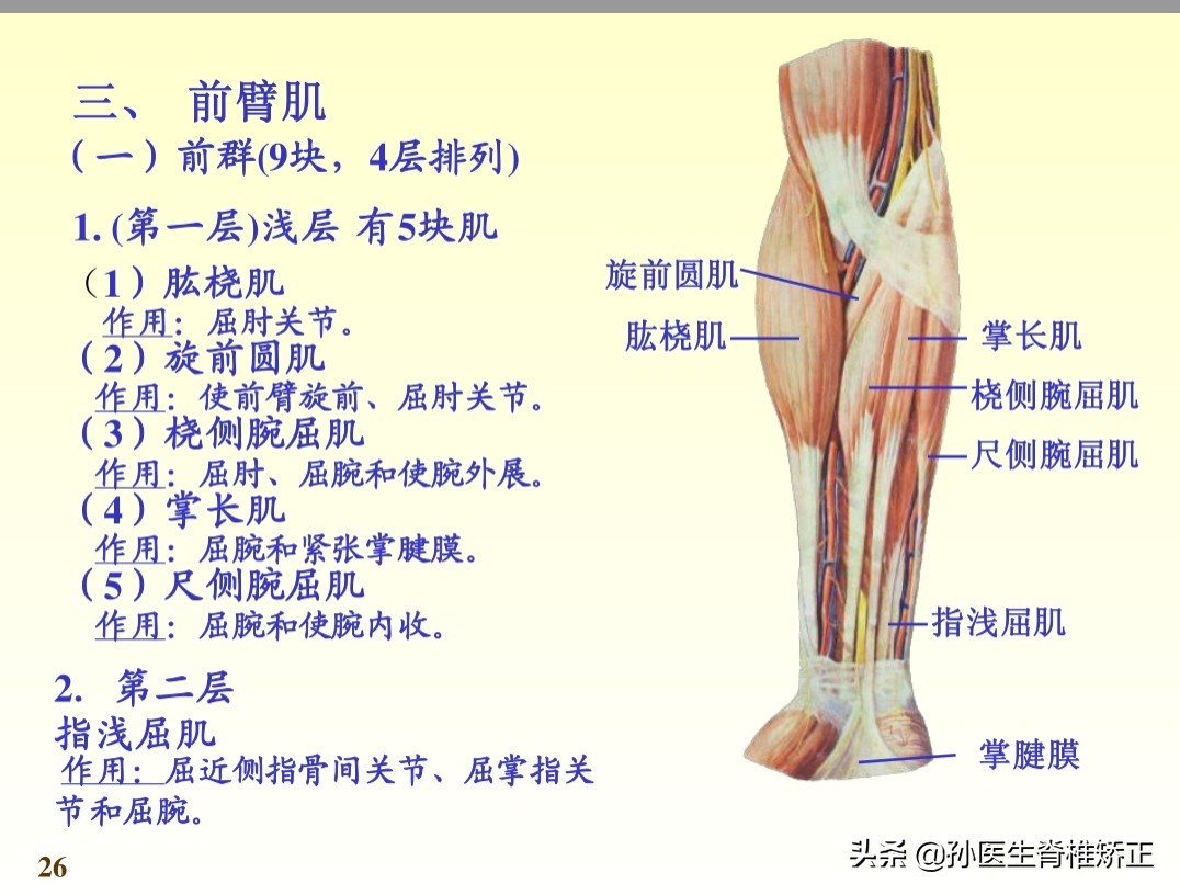 系统解剖学骨学ppt课件,解剖学基本知识ppt课件