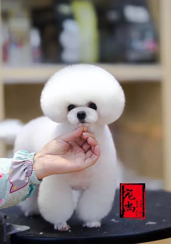 讲述宠物美容行业里拥有自己想要的人生