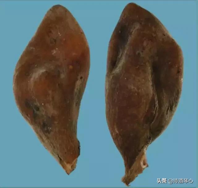 五倍子中药一起熬,中药五倍子作用