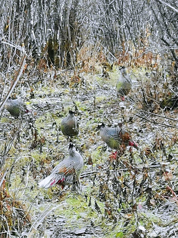 20201101惊悚之行~首阳山大坪梁单日横穿+原返