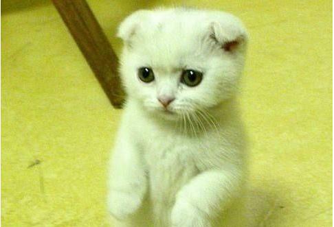 “快猫猫”关网了,和云联惠、悦花越有、大唐天下类似的传销模式