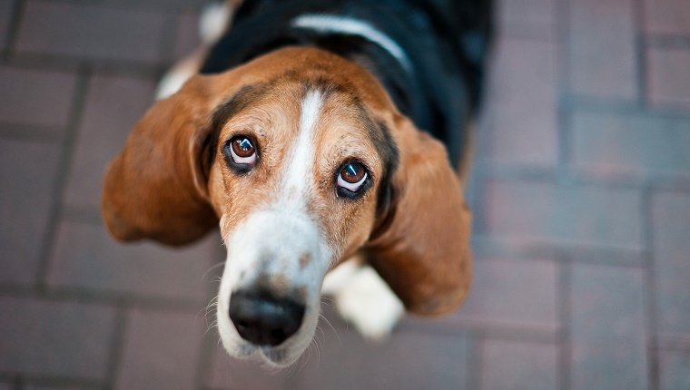 狗狗寿命最长是几年,寿命最长的狗狗品种排名