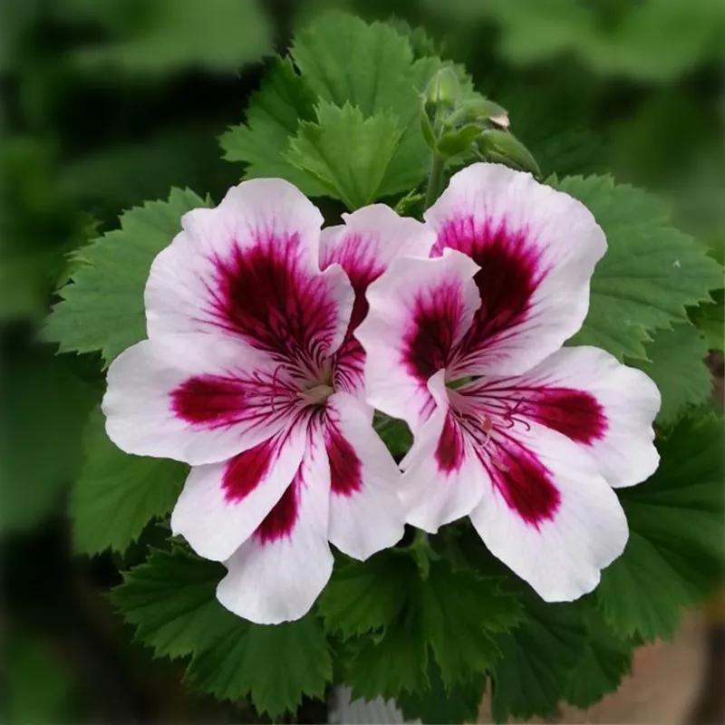 10种天竺葵,天竺葵100种图片大全