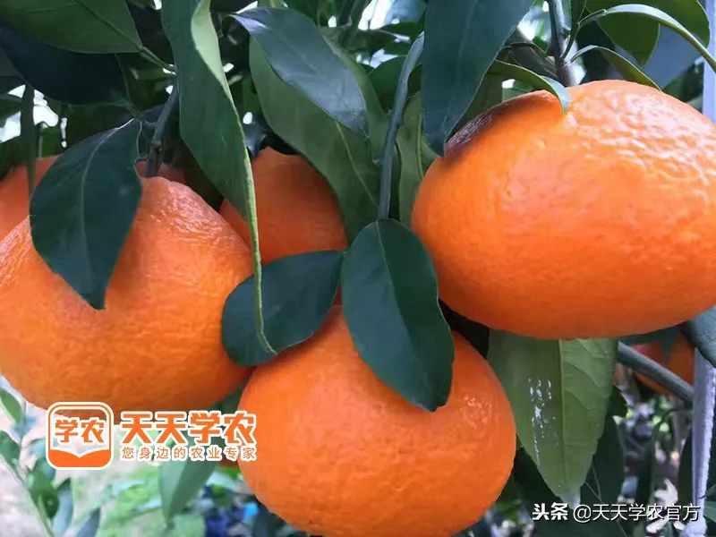 金秋砂糖桔的缺点,今年的金秋砂糖橘