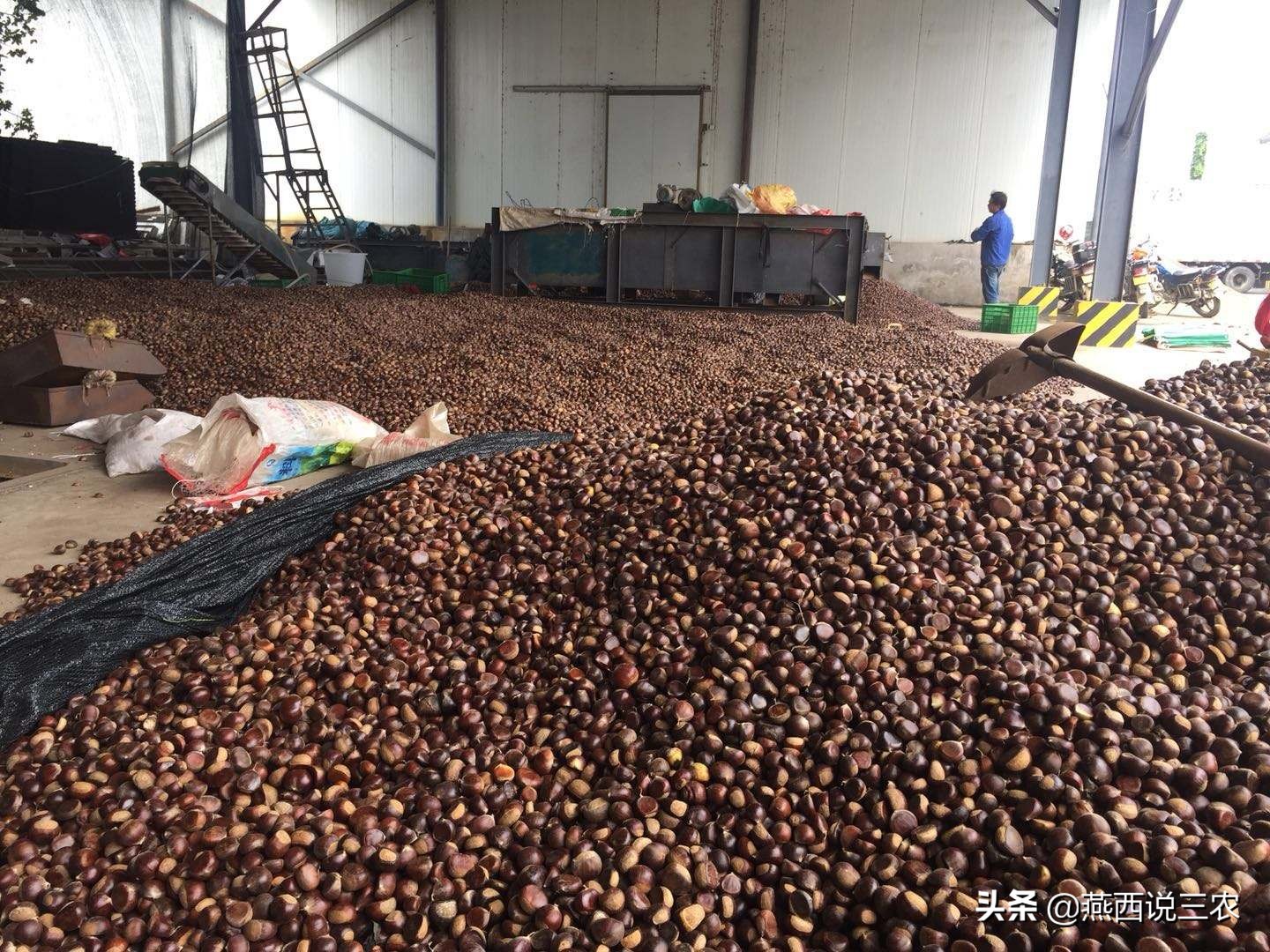 连续3年遇滞销，如今40万斤完全成熟，还未上市却跌成白菜价