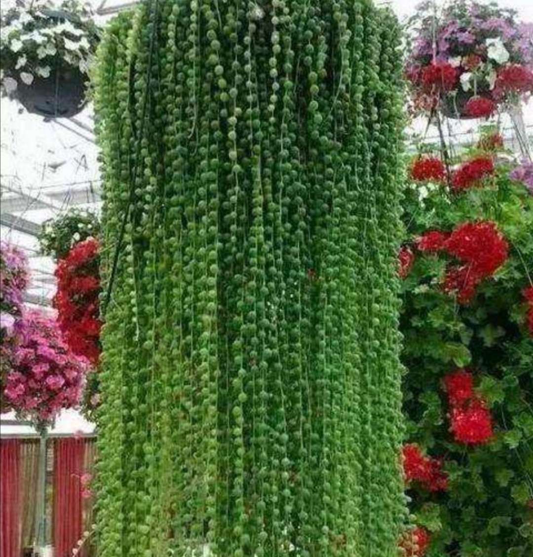 养珍珠吊兰,掌握好5项要点,“珍珠”长满花盆,漂亮又美观