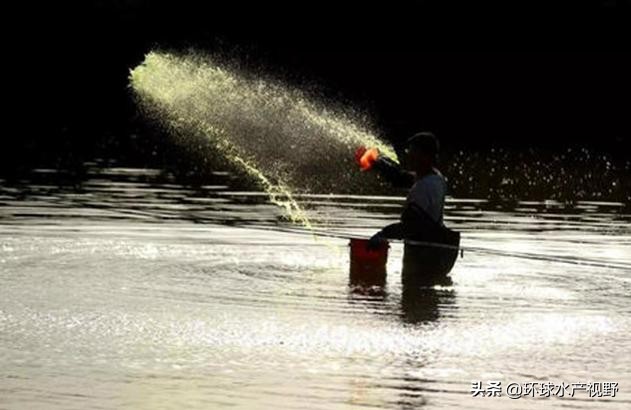 养虾的基本知识,养虾的技巧视频教程