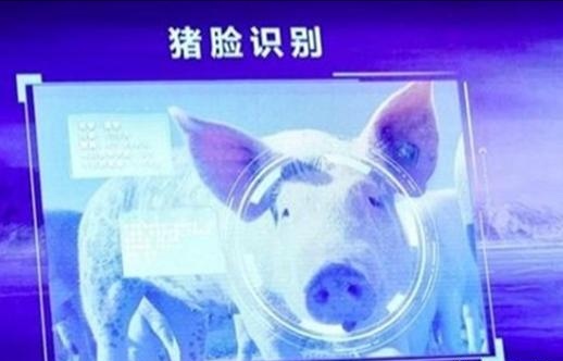 丁磊养猪成功的启示,丁磊谈京东养猪