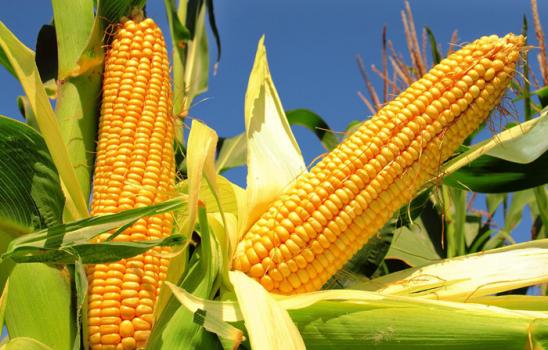 玉米矮花叶病是什么原因,玉米植株矮