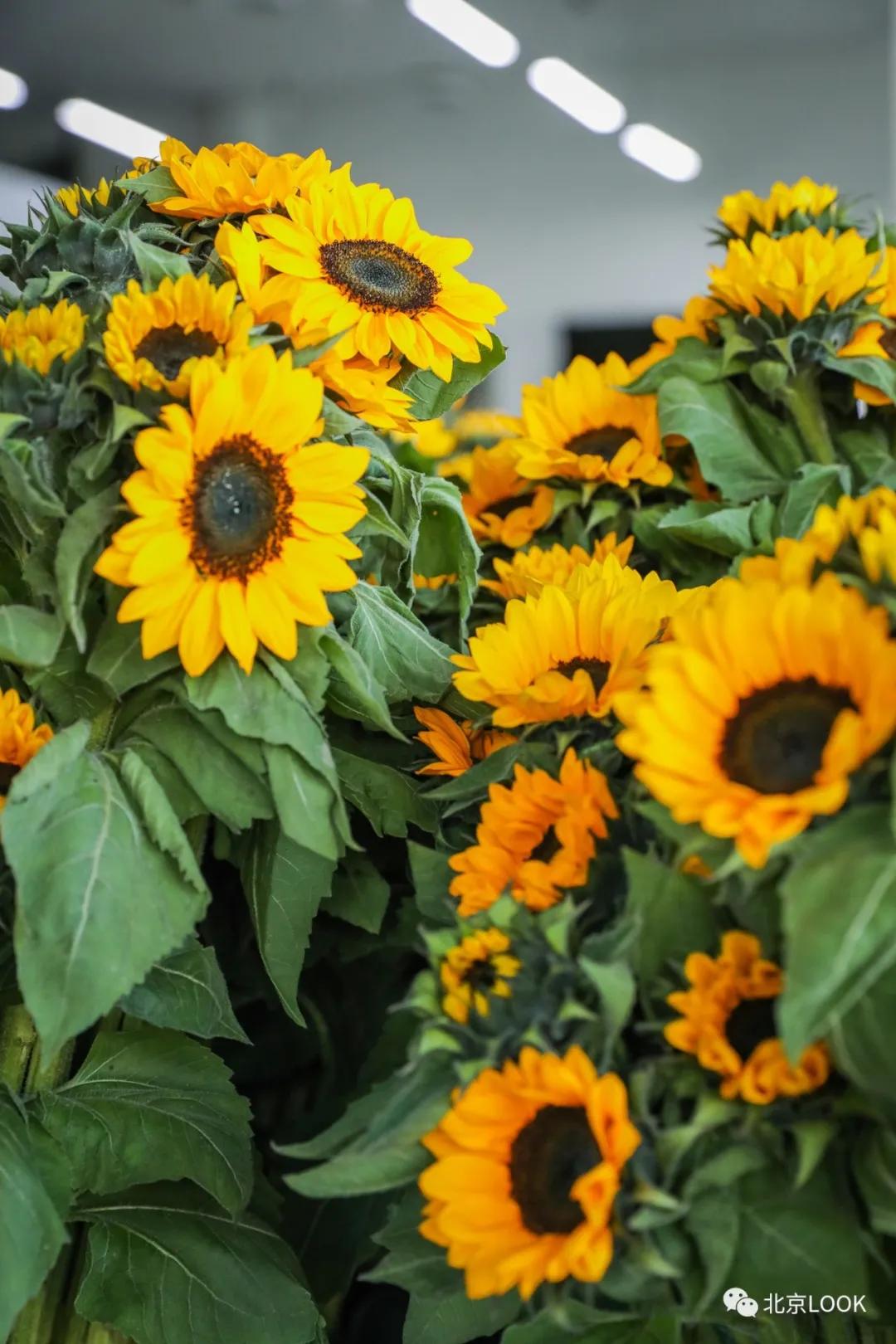 北京最大的露天花卉,北京最大的花卉大观园