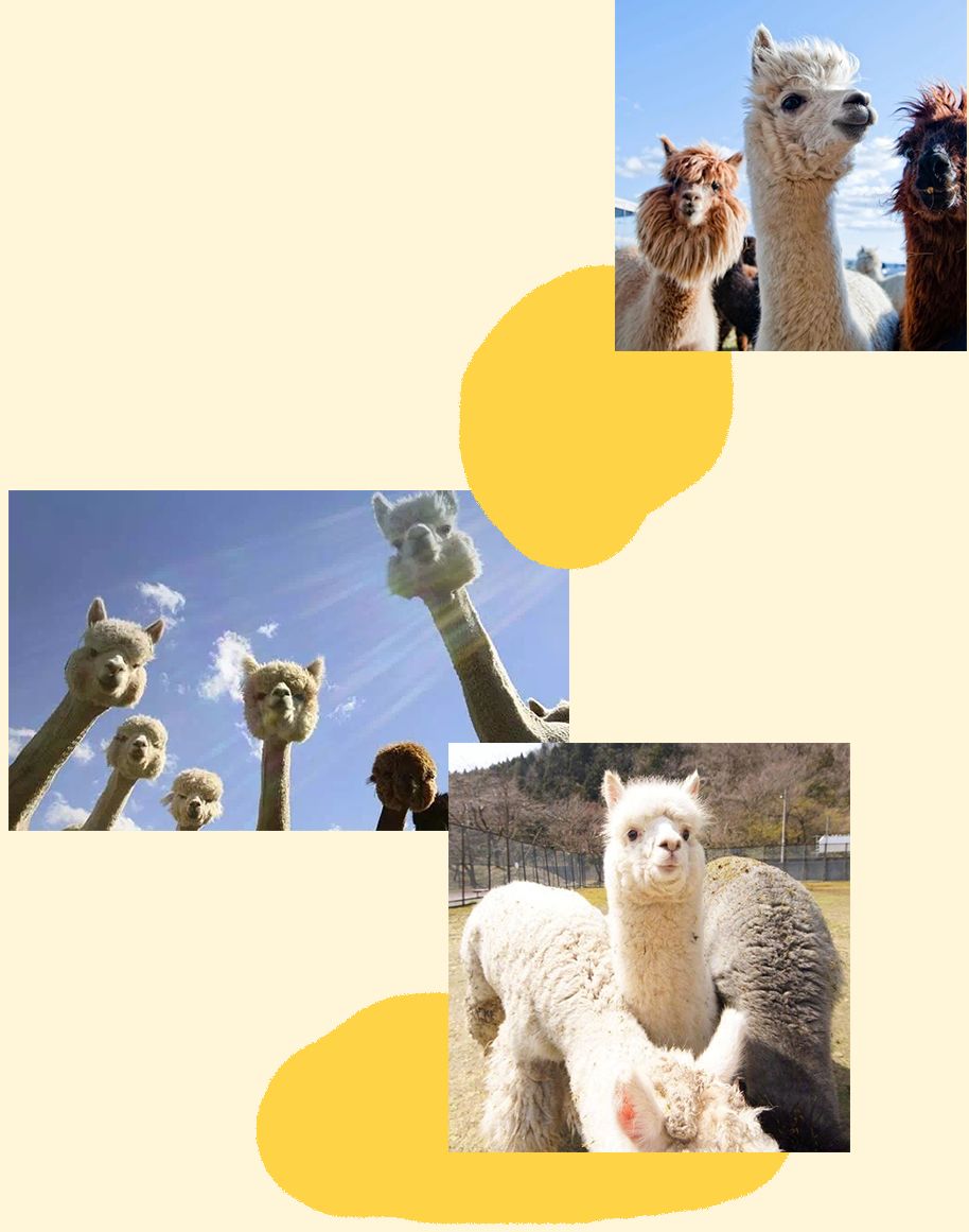 距离RUOK?Week只有一天|羊驼君准备好了,你呢?