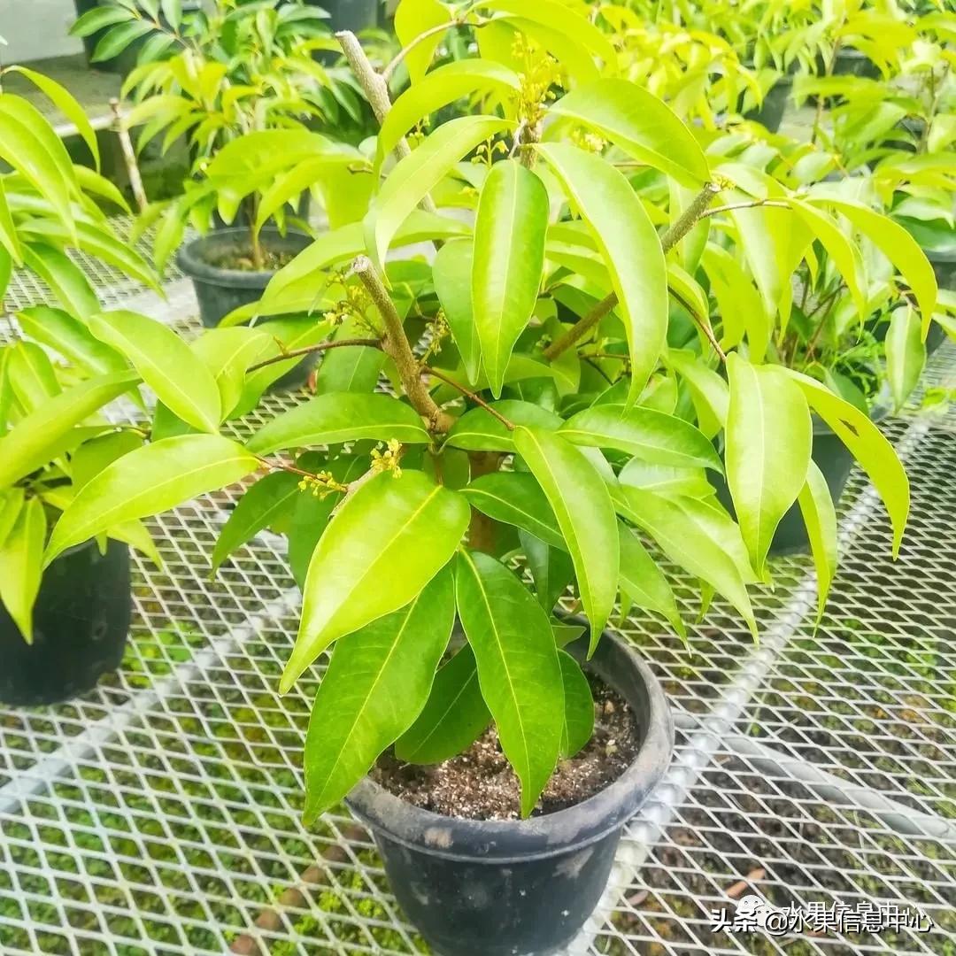 日本农业发达到什么程度?荔枝、香蕉、菠萝竟然用温室来种