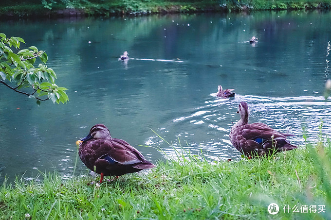 超级震撼的夏日风景,夏季日本旅游15天攻略