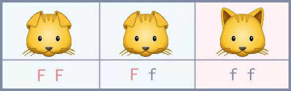 周扬青养的什么狗,周扬青呼吁不养折耳猫