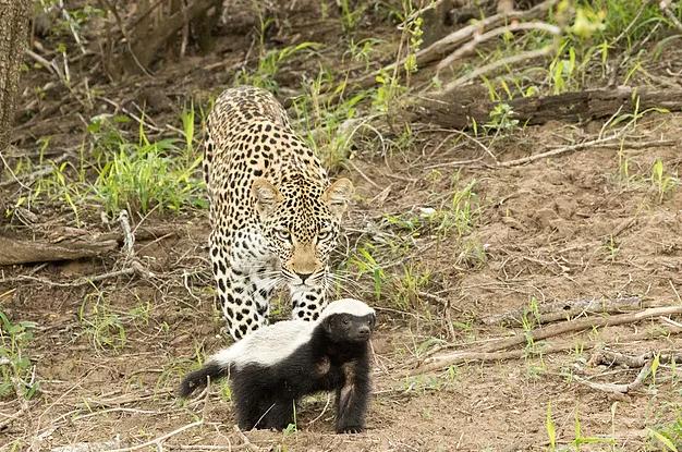 平头哥天敌蜜獾是什么,平头哥蜜獾的4大天敌