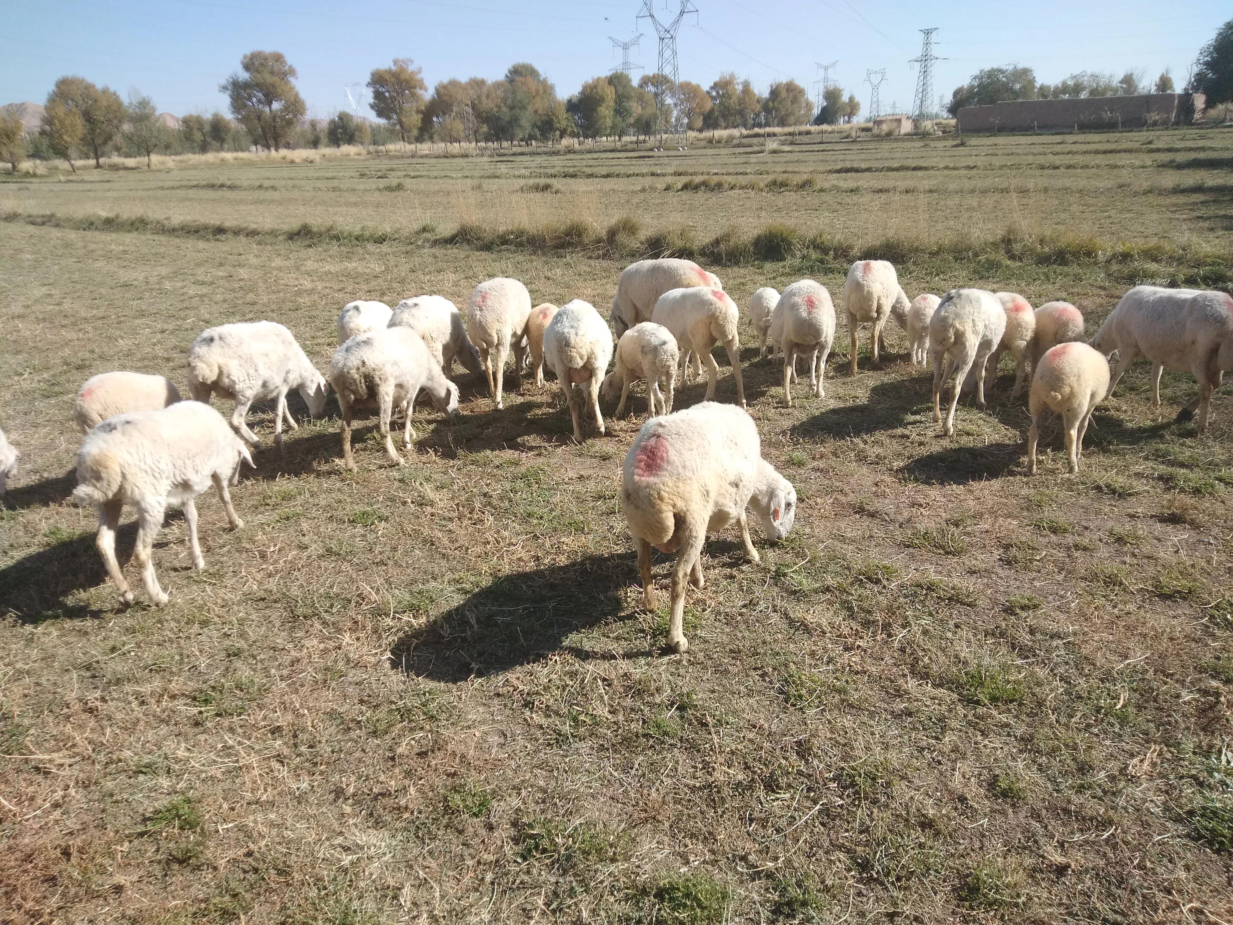 养羊人懂得这十个道理就会赚钱,养羊的10大忠告有哪些