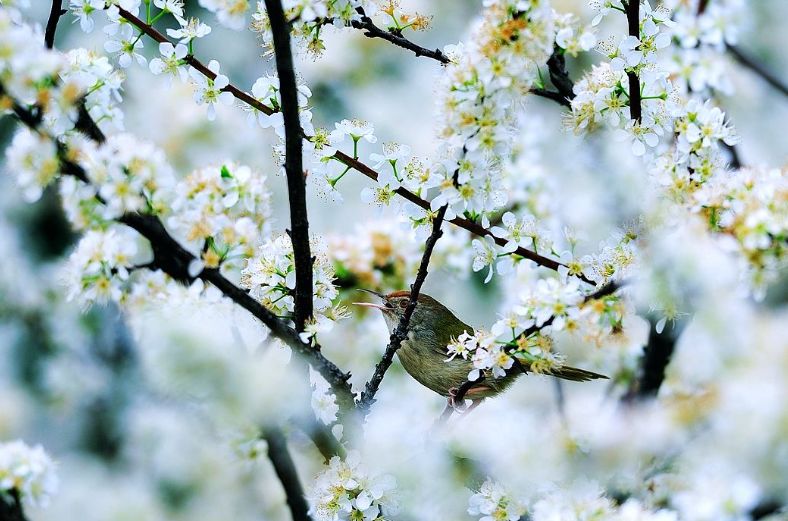李花的唯美诗句,李花诗词大全100首