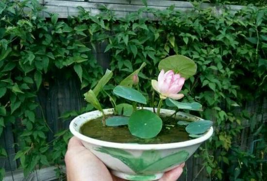 碗莲怎样养才能爆开花,碗莲怎么养叶子大开花多