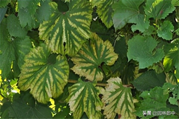 植物缺硼会导致什么现象,植物缺素症状对照表