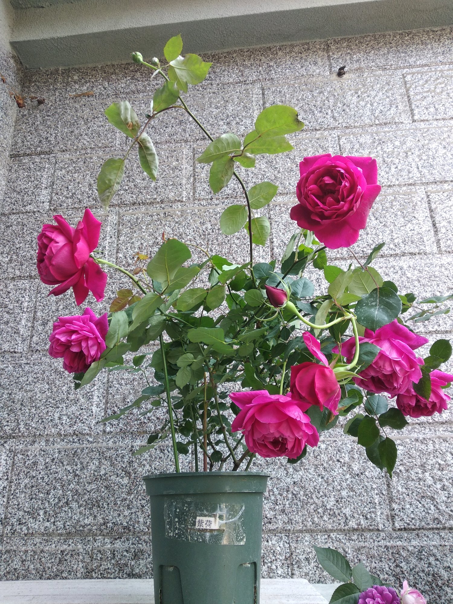 月季花十大经典品种分享,十大公认最香的四季月季