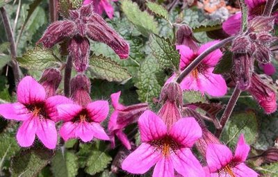 地黄别名叫生地,中药地黄功效及别名大全图