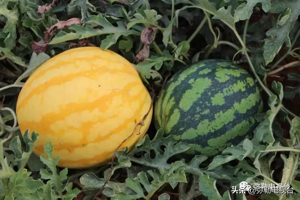 弥勒千亩西瓜熟了!黄心瓜、红心瓜、小香瓜…你喜欢哪种?