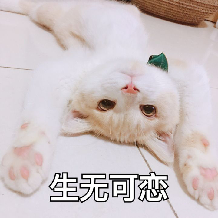 吃一样的猫粮为啥有些猫屎特别臭,猫屎很臭的原因