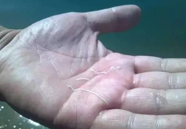 南美虾空肠空胃怎么解决,虾空肠空胃死亡原因