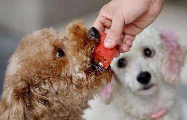 泰迪犬好养还是比熊犬好养,泰迪犬和比熊犬哪个好养