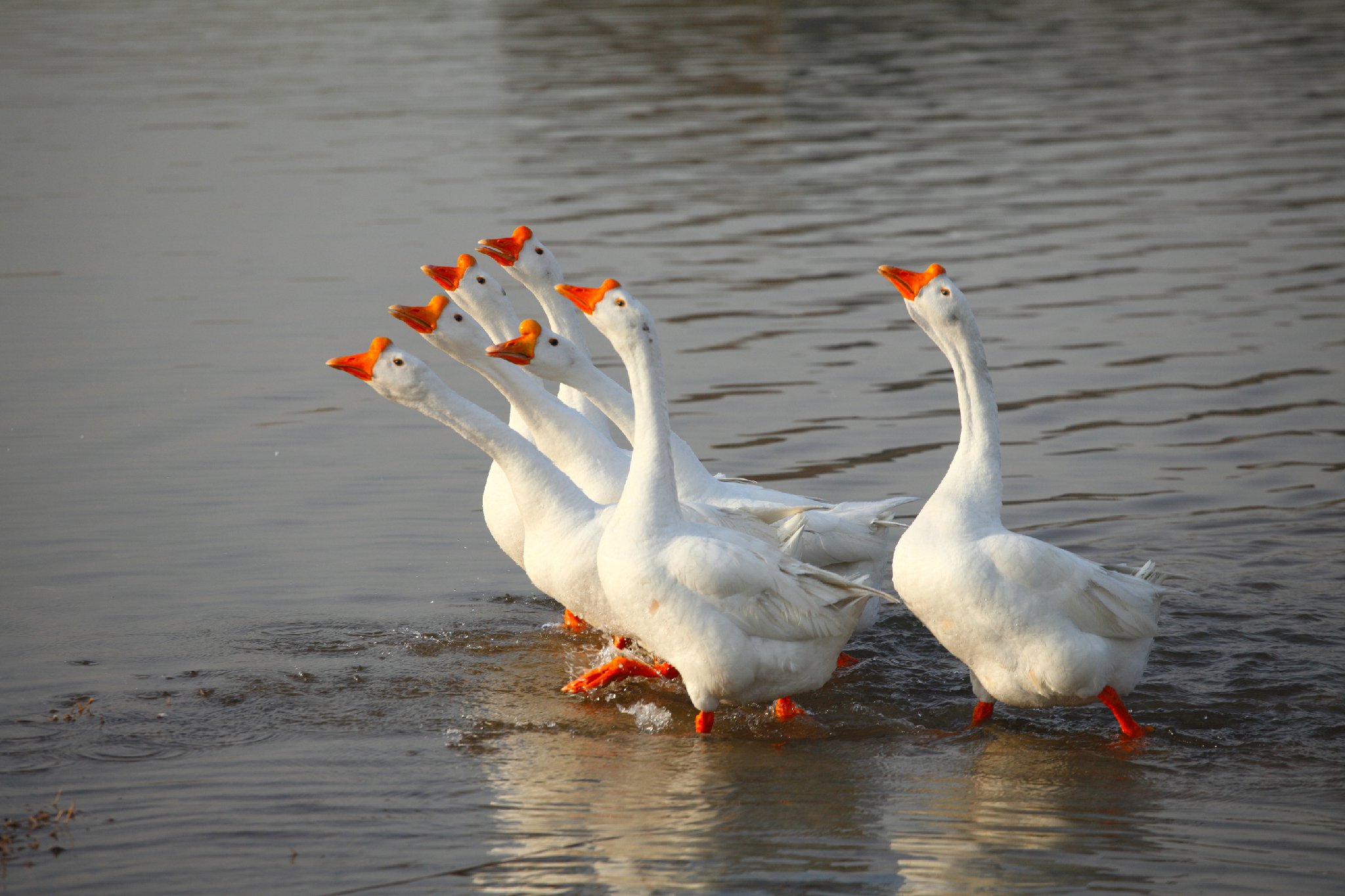 王锦蛇捕猎,王锦蛇捕食画面