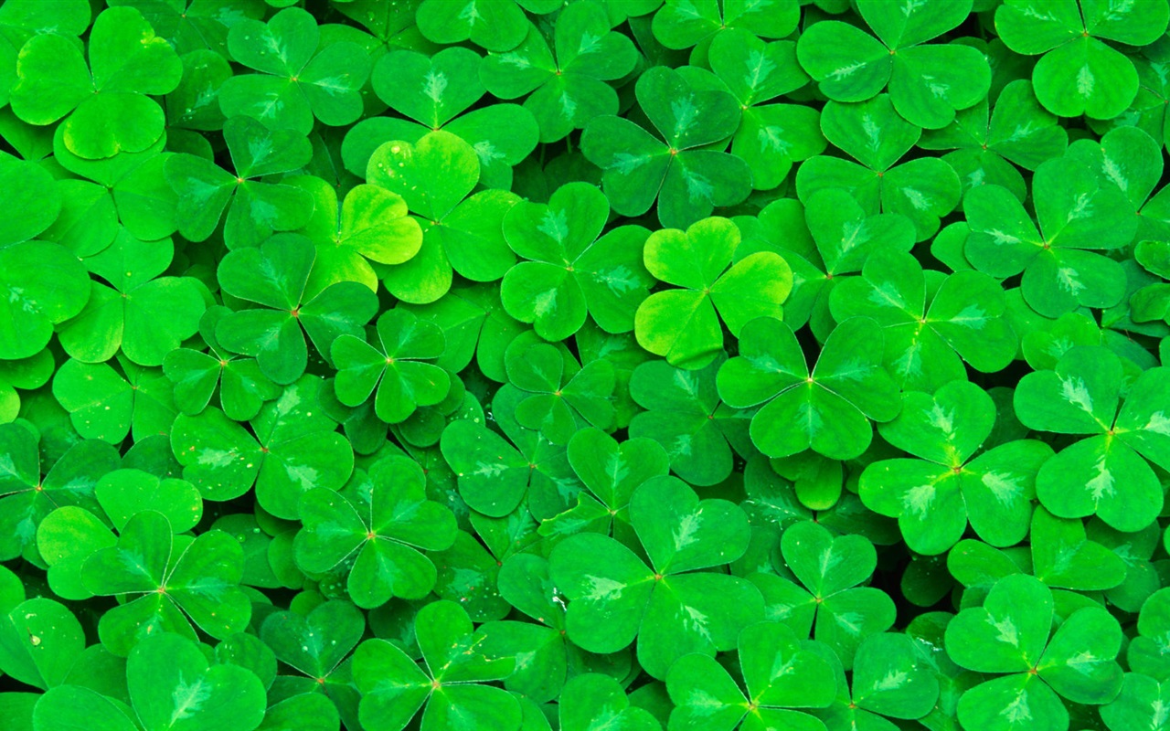 花语大全100种花的花语,100种象征着爱情的花的花语