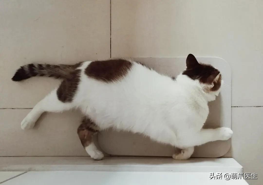 猫睡相太丑,因为猫样子丑所以被遗弃