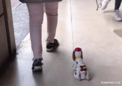 西班牙宠物狗被遛30次,西班牙狗狗一天被遛28次