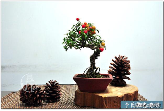 盆景李氏樱桃开花不结果,麻雀虽小五脏俱全小品