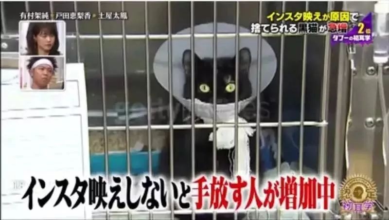 黑猫不吉利是谁说的,黑猫不吉利是真的吗