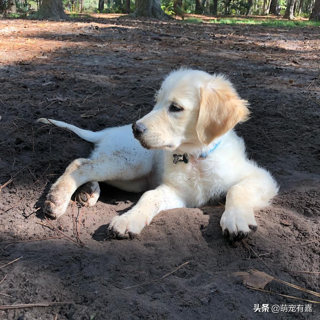 关于狗狗警惕性的冷知识,关于狗狗的十条冷知识